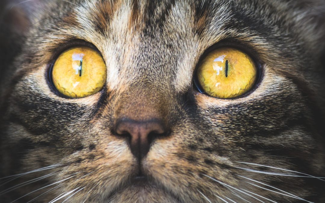 Глаза кошки и собаки: сходство и различия.