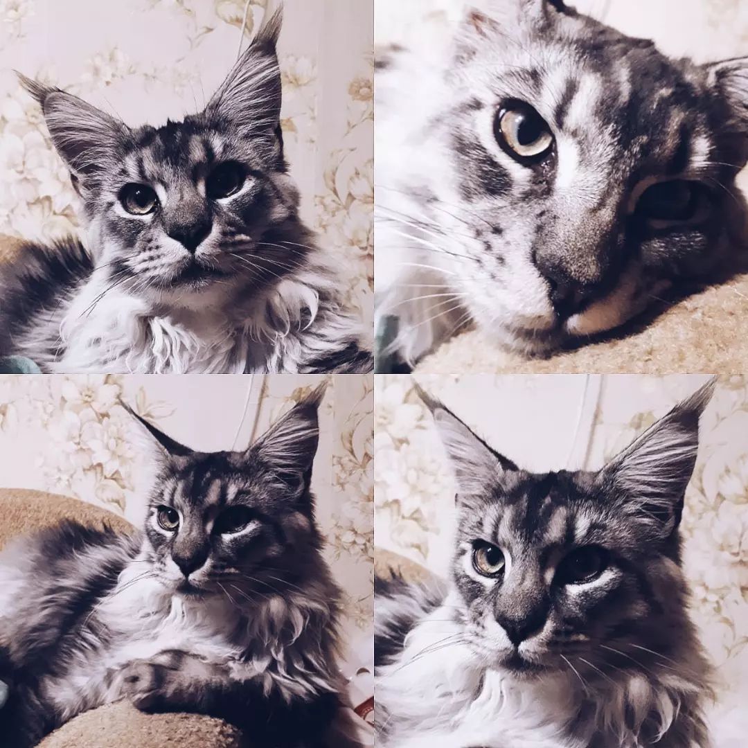 #mainecoons